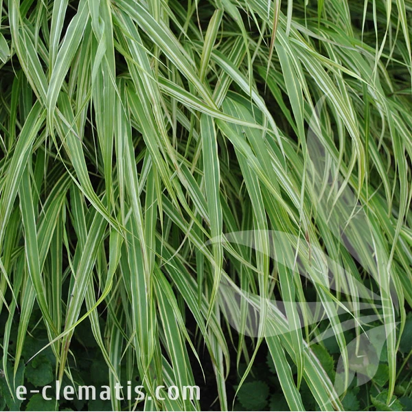 albo-striata-hakonechloa-macra-2.webp