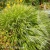 albo-striata-hakonechloa-macra-1.webp