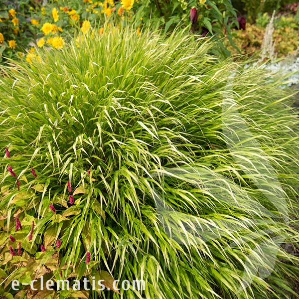 albo-striata-hakonechloa-macra-1.webp