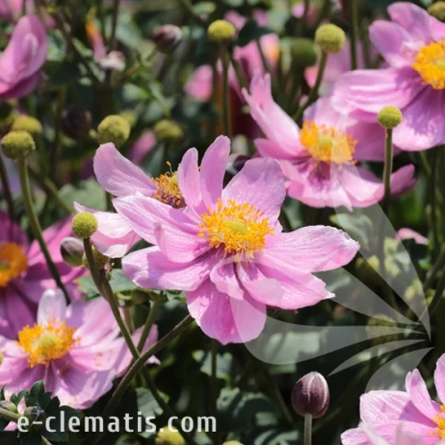 Anemone-Little-Breeze-Pink-2.webp