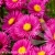 Aster-Jenny-1.webp