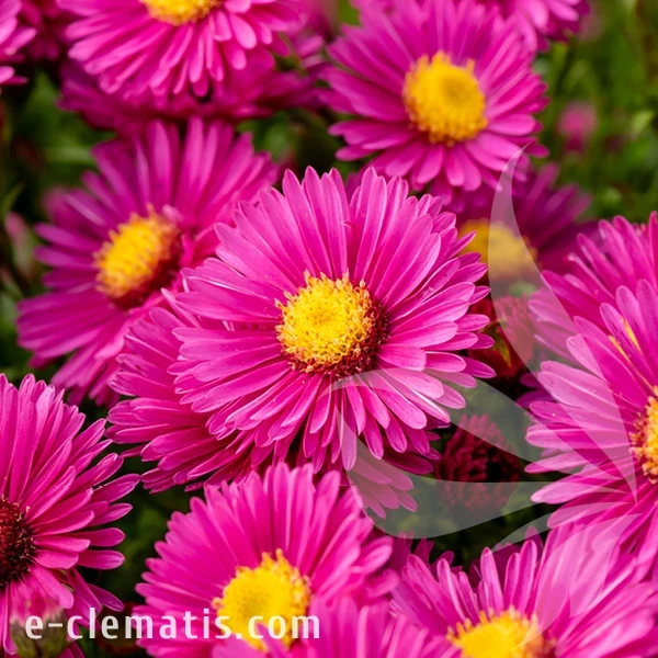 Aster-Jenny-1.webp