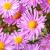 Aster-Peter-Harrison-1.webp