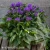 Campanula-Genti-Blue-2.webp