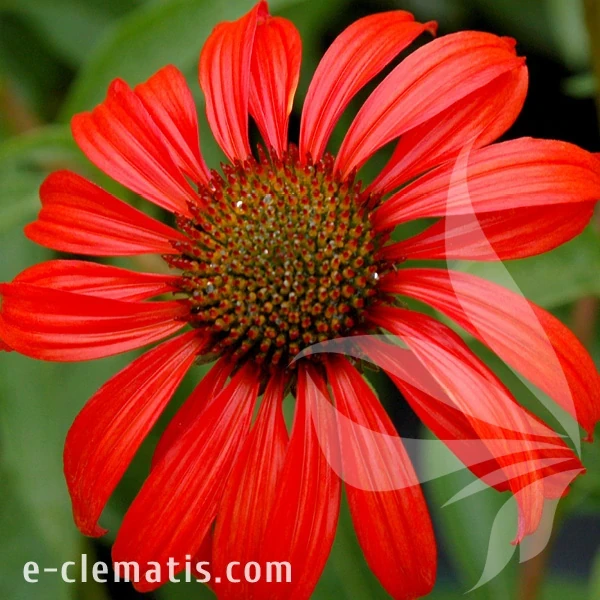 tomato-soup-echinacea-hybrida-1.webp