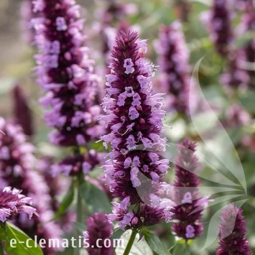 beelicious-pink-agastache-hybrida-1.webp