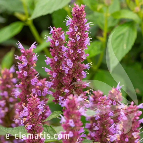 beelicious-purple-agastache-hybrida-2.webp
