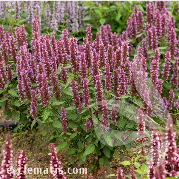 beelicious-purple-agastache-hybrida-1.webp