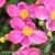 little-breeze-kiss1anemone-1.webp