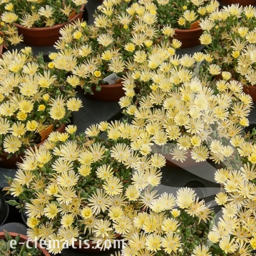 sundella-lime-delosperma-hybrida-2.webp