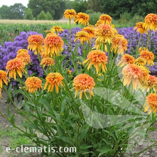 marmalade-echinacea-hybrida-2.webp