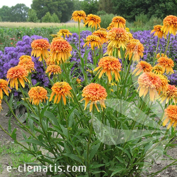 marmalade-echinacea-hybrida-2.webp