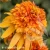 marmalade-echinacea-hybrida-1.webp