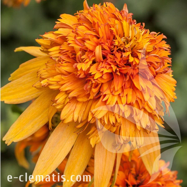 marmalade-echinacea-hybrida-1.webp