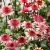 raspberry-truffle-echinacea-hybrida-2.webp