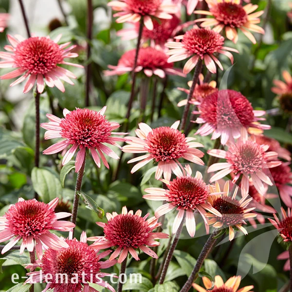 raspberry-truffle-echinacea-hybrida-2.webp