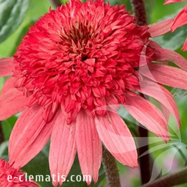 raspberry-truffle-echinacea-hybrida-1.webp