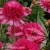 southern-belle-echinacea-hybrida-2.webp