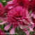 southern-belle-echinacea-hybrida-1.webp
