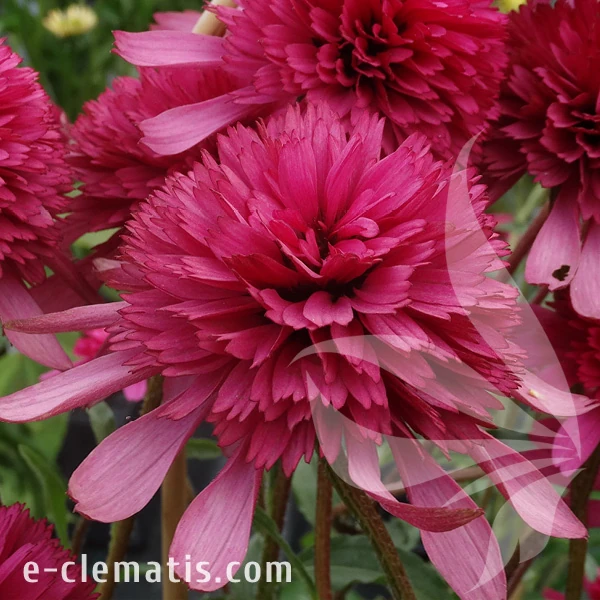 southern-belle-echinacea-hybrida-1.webp