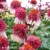 strawberry-and-cream-echinacea-hybrida-2.webp
