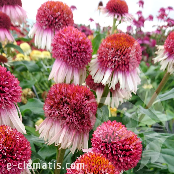 strawberry-and-cream-echinacea-hybrida-2.webp