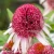 strawberry-and-cream-echinacea-hybrida-1.webp