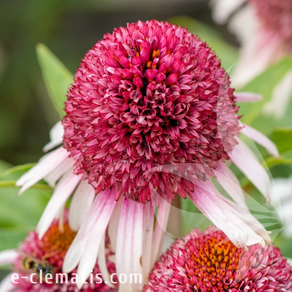 strawberry-and-cream-echinacea-hybrida-1.webp