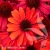 sunmagic-vintage-ruby-echinacea-hybrida-1.webp
