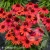 sunmagic-vintage-ruby-echinacea-hybrida-2.webp