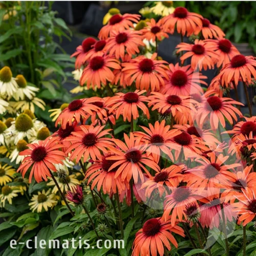 sunmagic-vintage-orange-echinacea-hybrida-2.webp