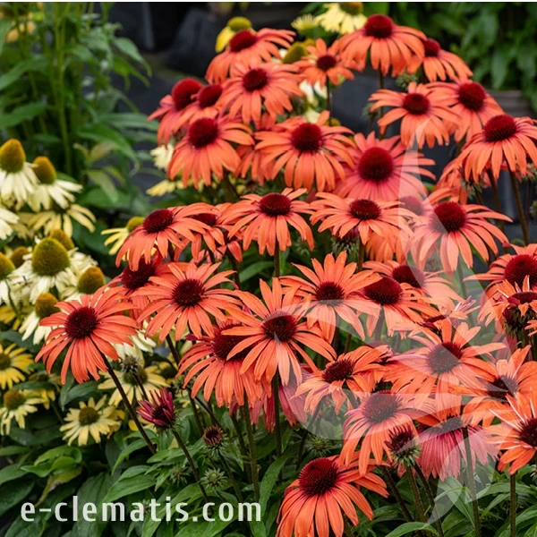 sunmagic-vintage-orange-echinacea-hybrida-2.webp