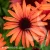 sunmagic-vintage-orange-echinacea-hybrida-1.webp