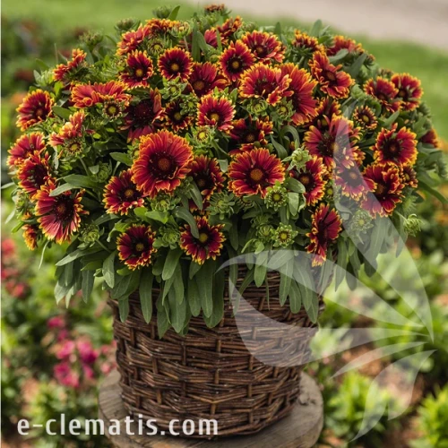 spintop-orange-halo-imp-gaillardia-aristata-2.webp
