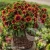 spintop-orange-halo-imp-gaillardia-aristata-2.webp