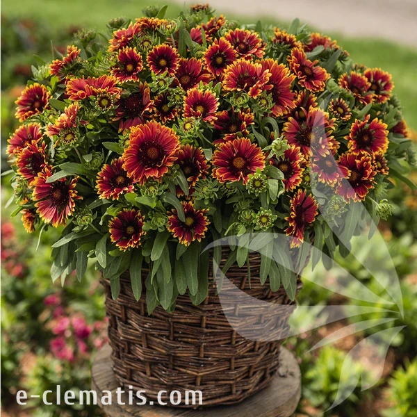 spintop-orange-halo-imp-gaillardia-aristata-2.webp