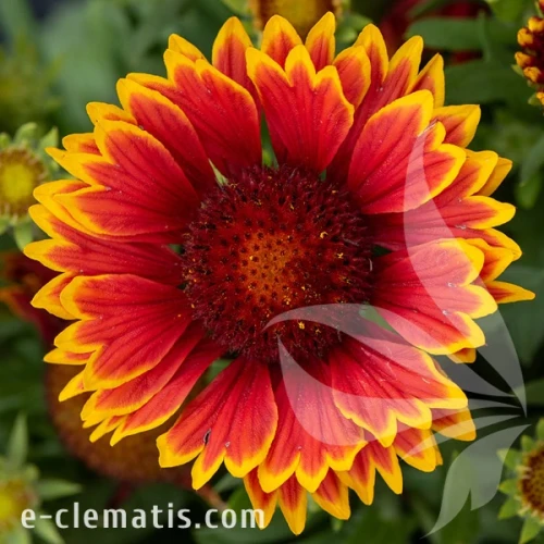 spintop-orange-halo-imp-gaillardia-aristata-1.webp