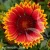 spintop-orange-halo-imp-gaillardia-aristata-1.webp