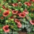 spintop-red-gaillardia-aristata-3.webp