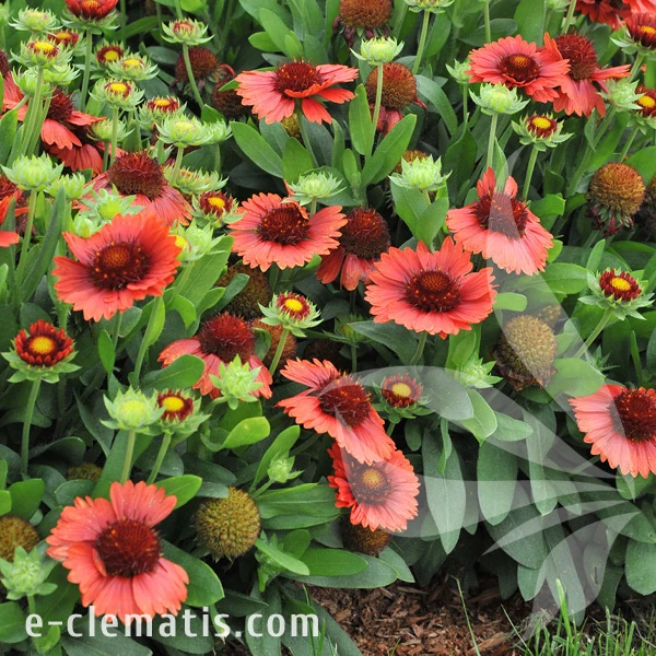 spintop-red-gaillardia-aristata-3.webp