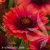 spintop-red-gaillardia-aristata-1.webp