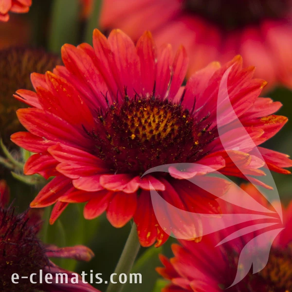 spintop-red-gaillardia-aristata-1.webp