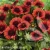 spintop-red-gaillardia-aristata-2.webp