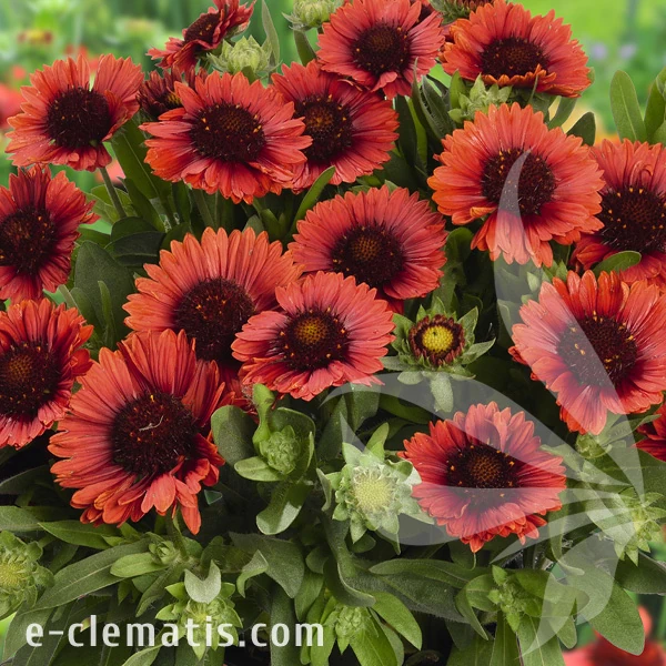 spintop-red-gaillardia-aristata-2.webp