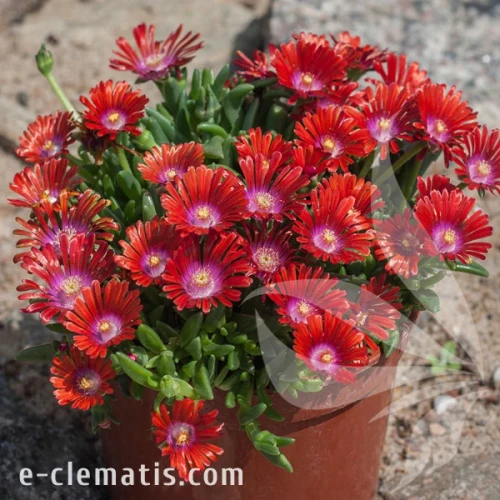 sundella-red-delosperma-hybrida-2.webp