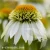 milkshake-echinacea-hybrida-2.webp