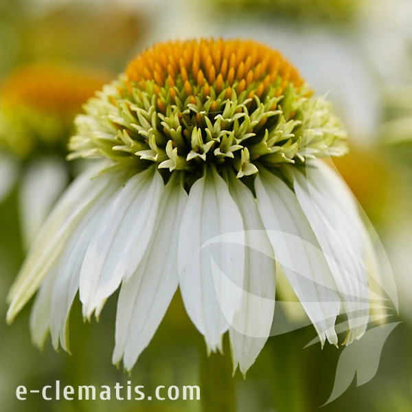 milkshake-echinacea-hybrida-2.webp