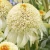 milkshake-echinacea-hybrida-1.webp