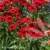 sunmagic-fantastic-scarlet-echinacea-hybrida-3.webp