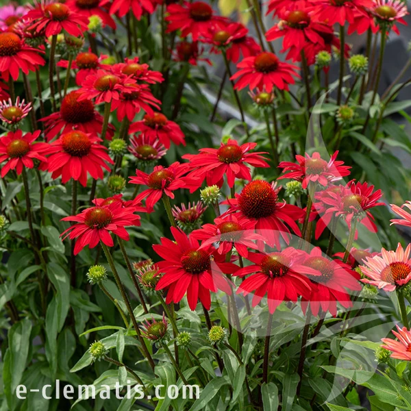 sunmagic-fantastic-scarlet-echinacea-hybrida-3.webp